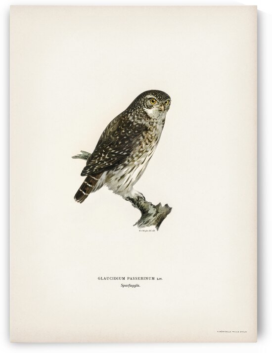 Glaucidium passerinum by IStockHistory com