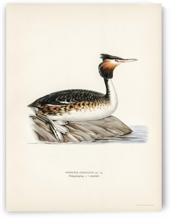Podiceps cristatus by IStockHistory com