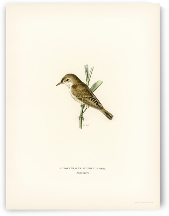 Red warbler Acrocephalus streperus by IStockHistory com