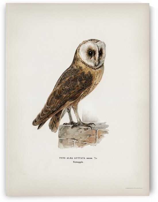 Tyto alba guttata owl by IStockHistory com