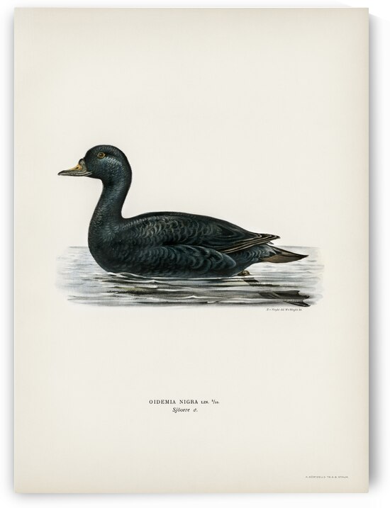 Somateria mollissima by IStockHistory com