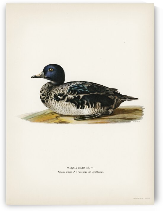 Black scoter male Oidemia nigra by IStockHistory com