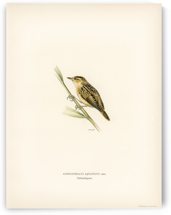 Aquatic warbler Acrocephalus aquaticus by IStockHistory com