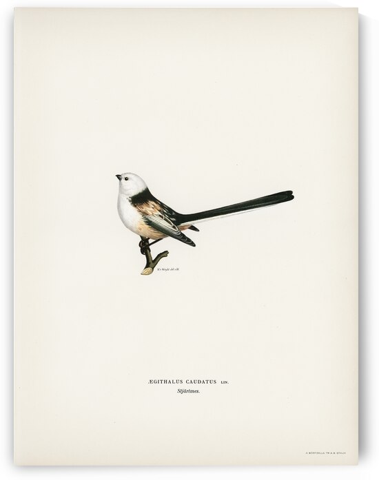 Aegithalus caudatus Long-tailed tit by IStockHistory com