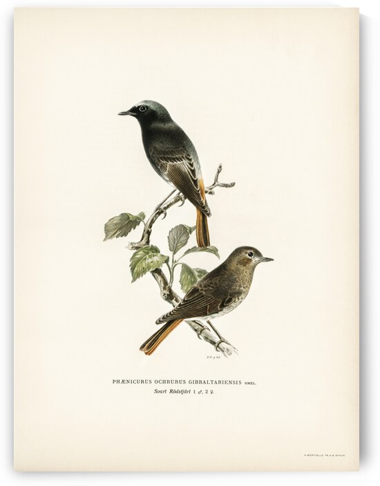 Aegithalus caudatus Long-tailed tit by IStockHistory com