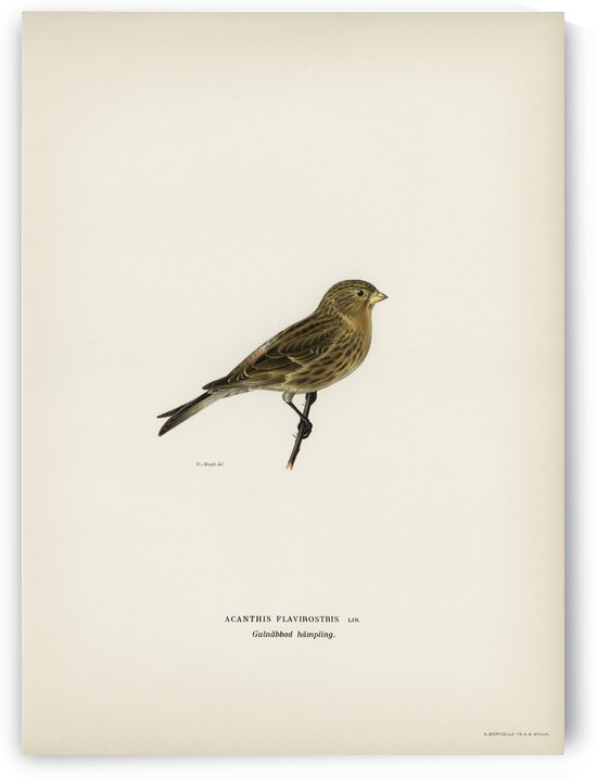 Twite Acanthis flavirostris by IStockHistory com