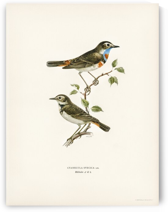 Parrot crossbill Loxia pytyopsittacus by IStockHistory com