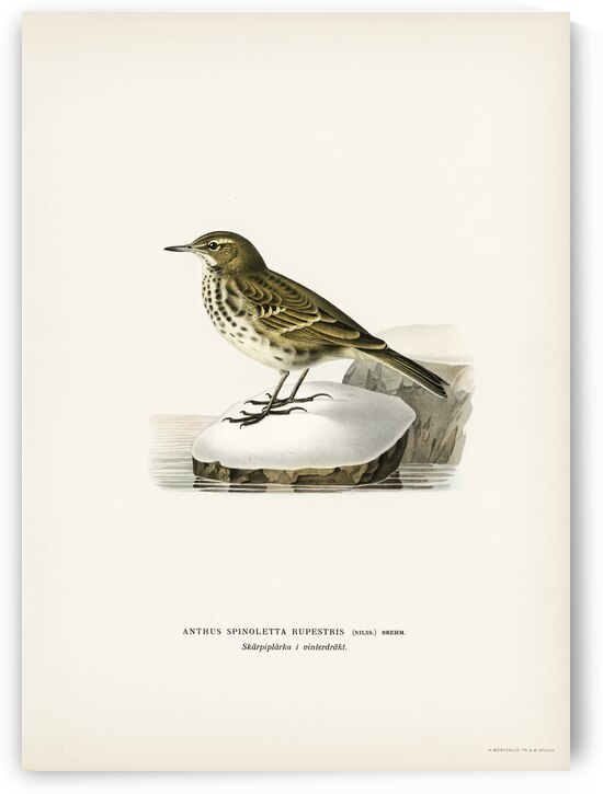 Water pipit Anthus spinoletta rupestris by IStockHistory com