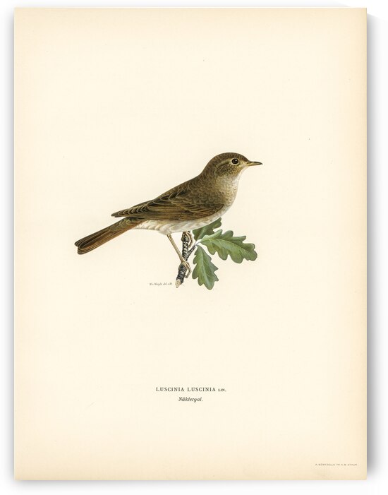 Thrush Nightingale Luscinia luscinia by IStockHistory com