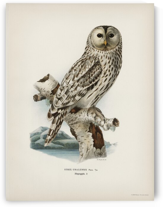 Strix uralensis ♀ by IStockHistory com