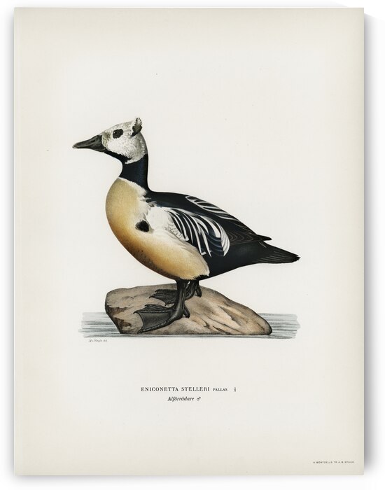 Eniconetta stelleri ♂ by IStockHistory com