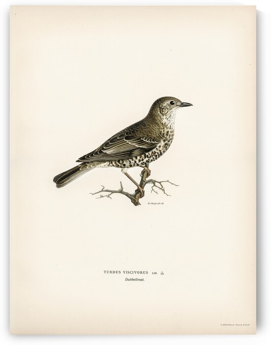 Somateria mollissima by IStockHistory com