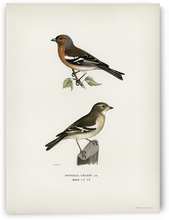 Chaffinch male Fringilla coelebs by IStockHistory com