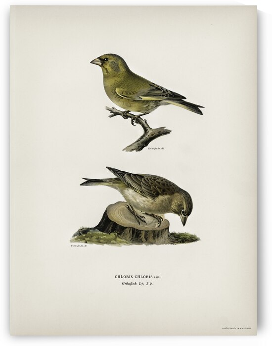 Chloris Chloris by IStockHistory com