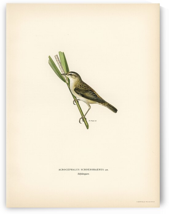 Sedge warbler Acrocephalus schoenobaenus by IStockHistory com
