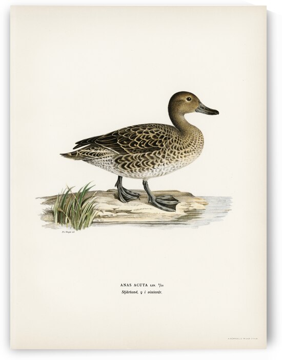 Pintail Anas acuta by IStockHistory com