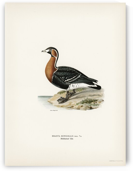 Red-breasted Goose Branta ruficollis by IStockHistory com