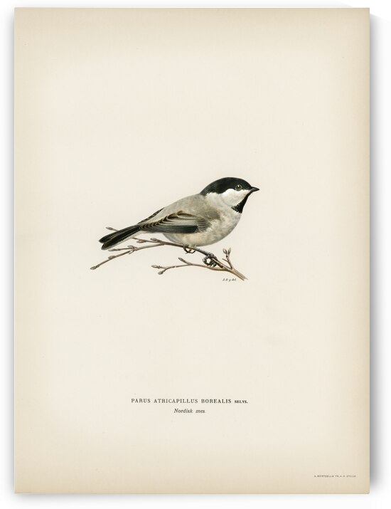 Black-capped chickadee Parus atricapillus by IStockHistory com