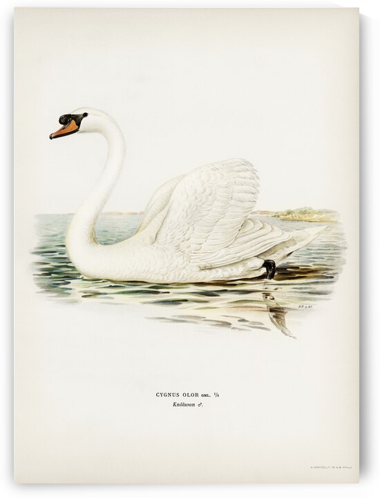 Mute Swan male Cygnus olor by IStockHistory com