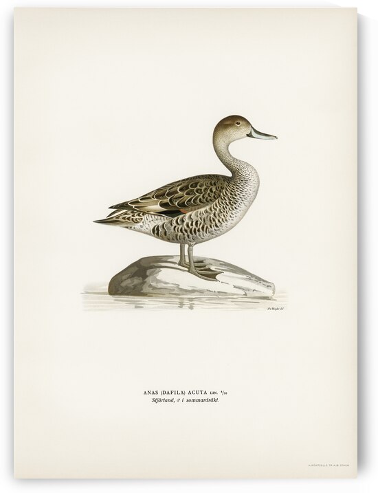 Northern Pintail Anasdafila acuta by IStockHistory com
