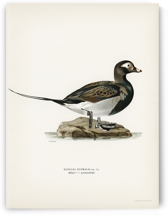 Long-tailed Duck male Harelda hyemalis by IStockHistory com