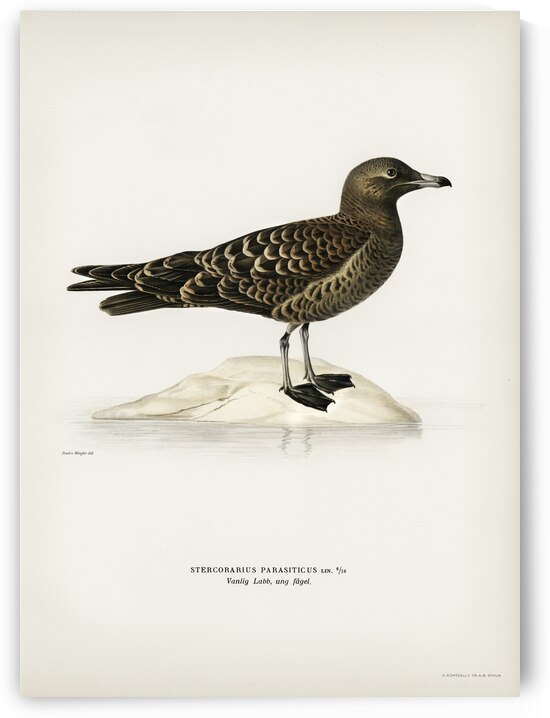 Parasitic jaeger Stercorarius parasiticus by IStockHistory com