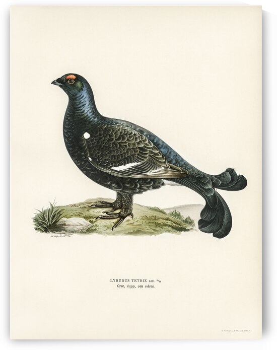 Black grouse Lyrurus tetrix by IStockHistory com