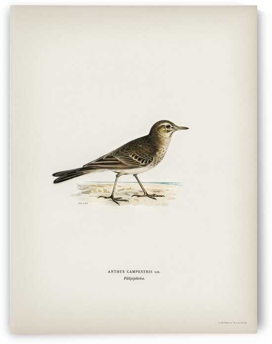 Tawny pipit Anthus campestris by IStockHistory com