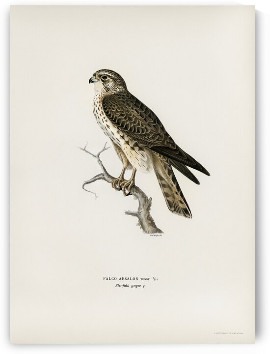 Tawny pipit Anthus campestris by IStockHistory com