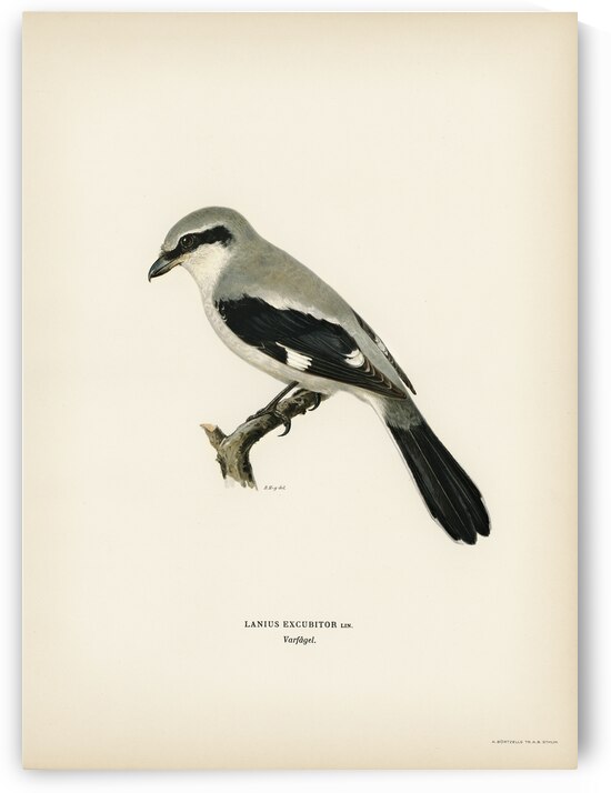 Great Grey Shrike Lanius excubitor by IStockHistory com