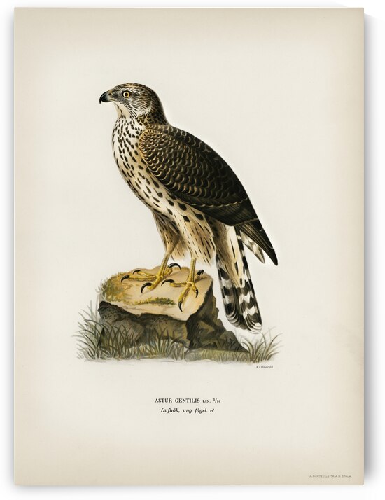 Goshawk Accipiter gentilis by IStockHistory com