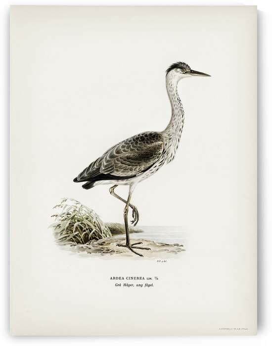 Gray heron Ardea cinerea by IStockHistory com