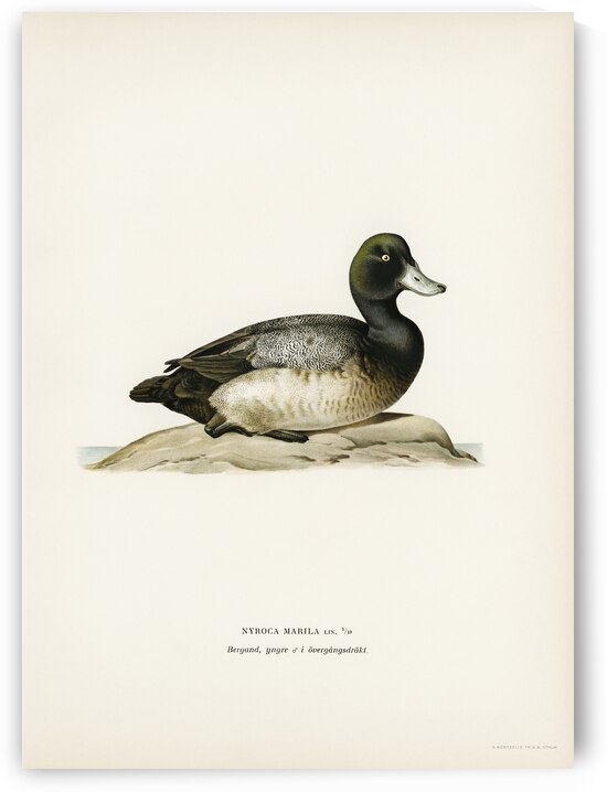 Greater Scaup Scaup female Nyroca marila by IStockHistory com