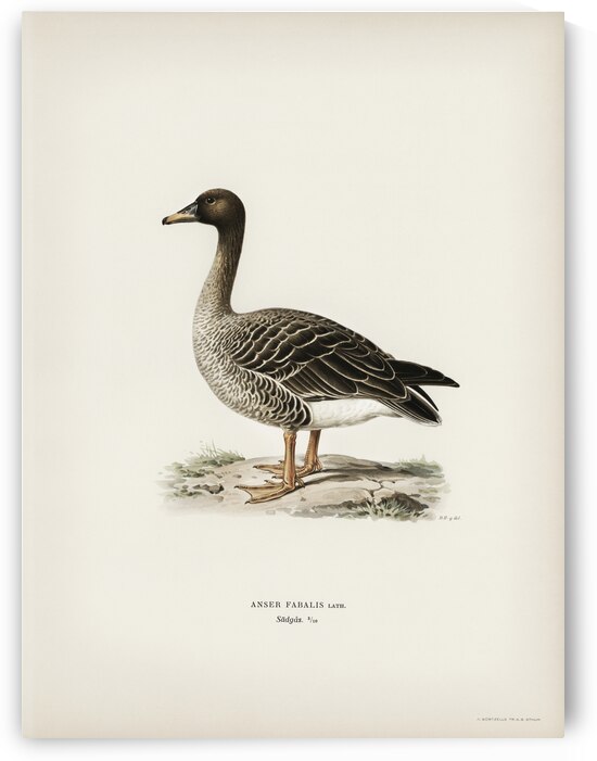 Greater Scaup Scaup female Nyroca marila by IStockHistory com