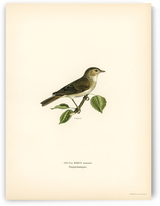 Garden warbler Sylvia borin by IStockHistory com