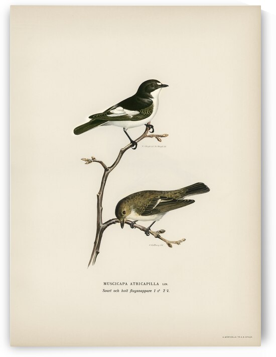 Pied Flycatcher Muscicapa atricapilla by IStockHistory com