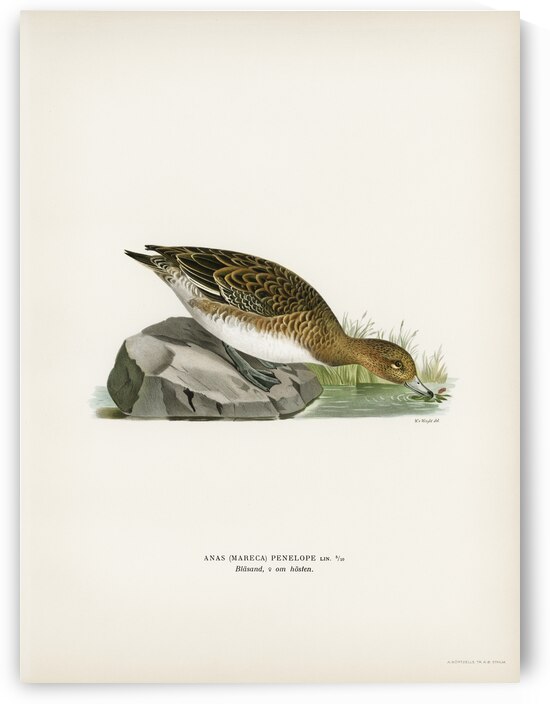 Eurasian wigeon female Anasmereca penelope by IStockHistory com