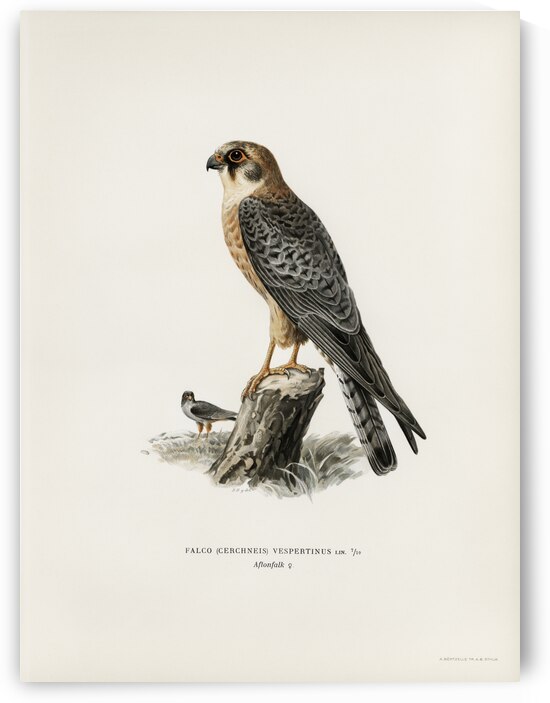 Eurasian wigeon female Anasmereca penelope by IStockHistory com