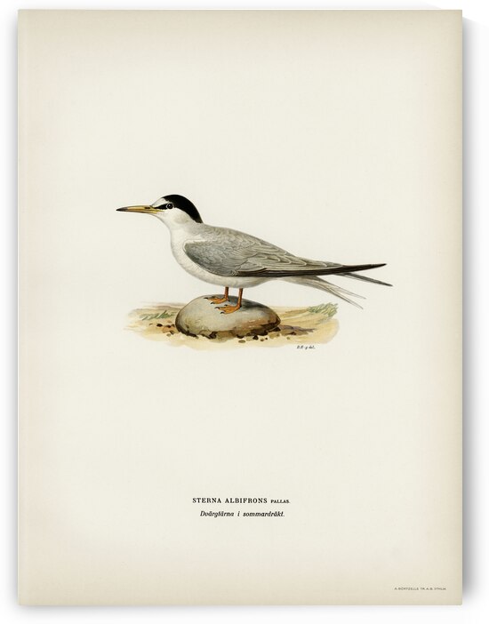 Little tern Sterna albifrons by IStockHistory com