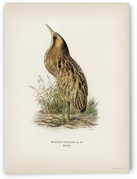Bittern Botaurus stellaris by IStockHistory com