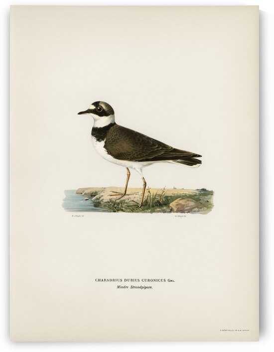Little Ringed Plover Charadrius dubius by IStockHistory com