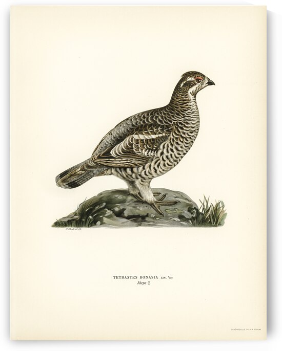 Hazel grouse Tetrastes Bonasia by IStockHistory com