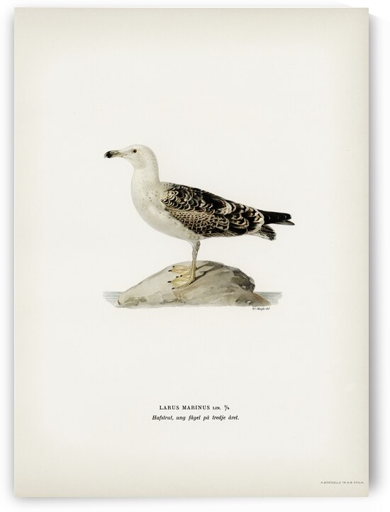 Great black-backed gull LARUS MARINUS by IStockHistory com