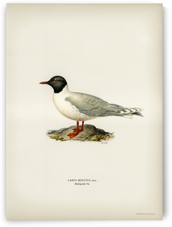 Little gull Larus minutus by IStockHistory com