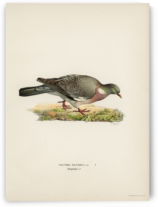 Little gull Larus minutus by IStockHistory com