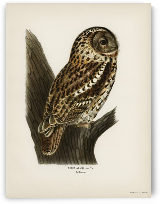 Little gull Larus minutus by IStockHistory com