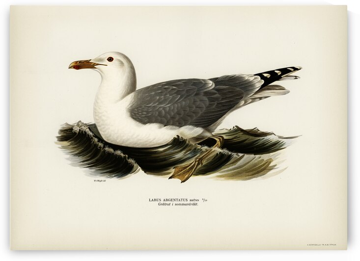 European herring gull Larus Argentatus by IStockHistory com