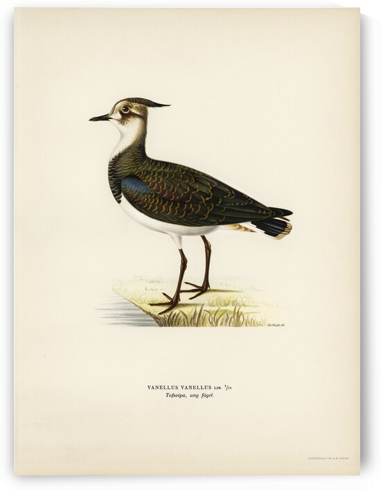Nortnern lapwing vanellus vanellus by IStockHistory com