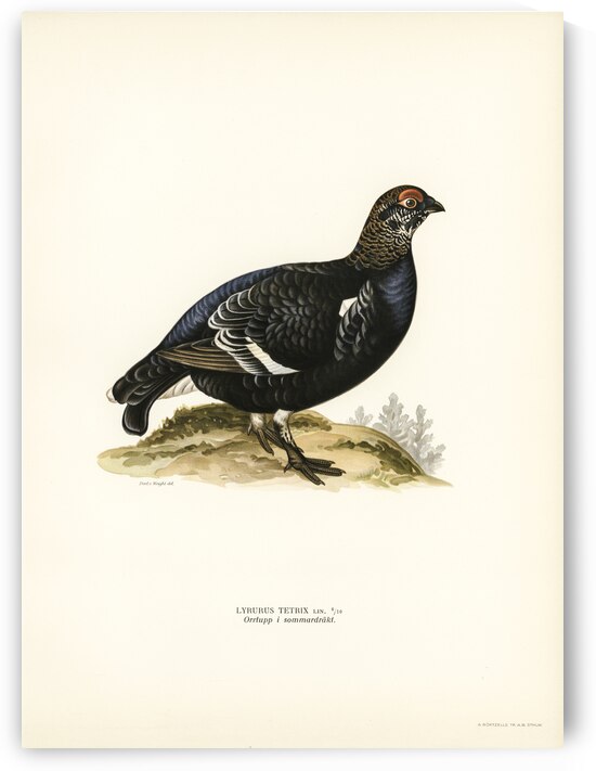 Black grouse Lyrurus Tetrix by IStockHistory com