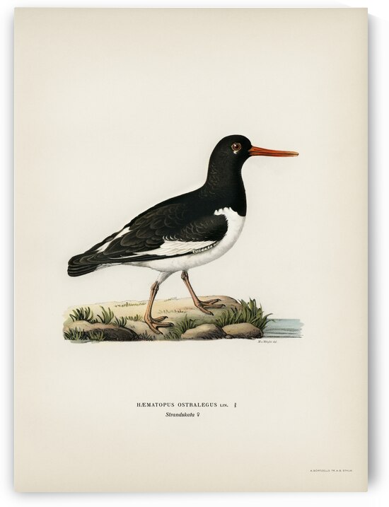 Eurasian oystercatcher ♀ Haematopus ostralegus by IStockHistory com